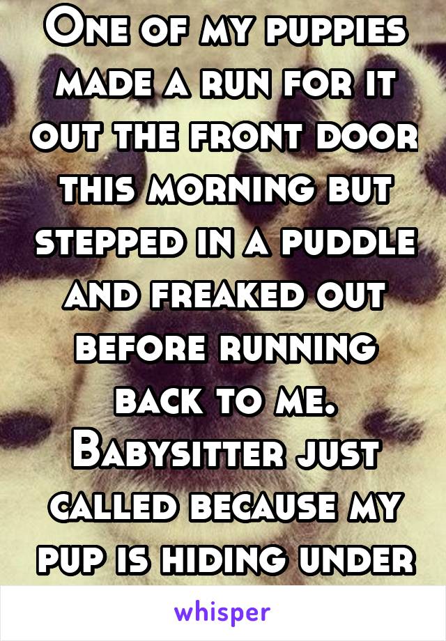One of my puppies made a run for it out the front door this morning but stepped in a puddle and freaked out before running back to me. Babysitter just called because my pup is hiding under my pillow.
