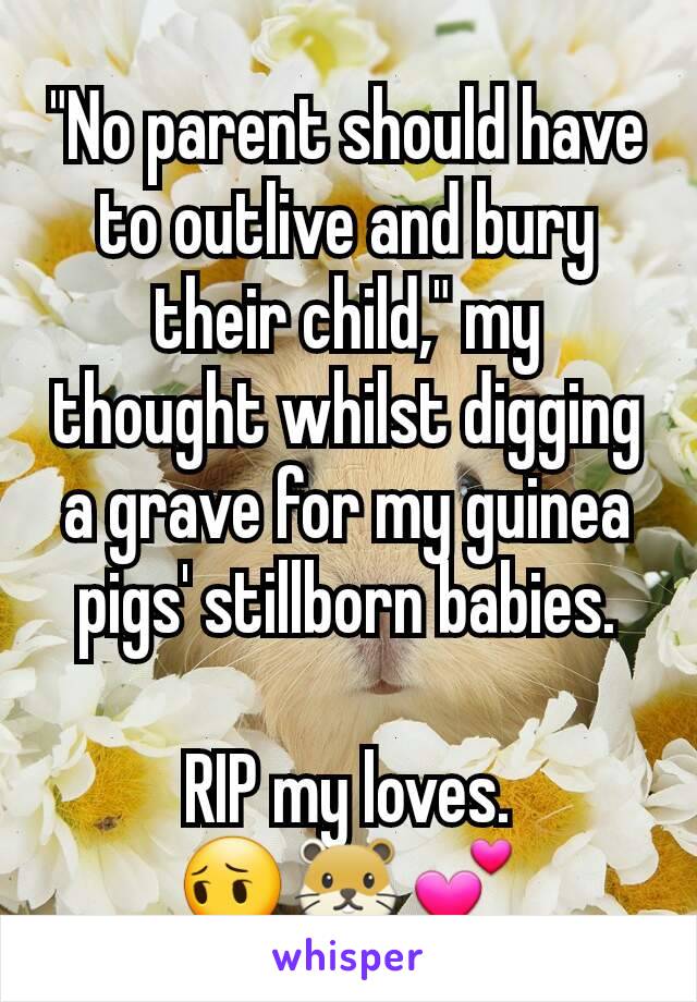 "No parent should have to outlive and bury their child," my thought whilst digging a grave for my guinea pigs' stillborn babies.

RIP my loves.
😔🐹💕