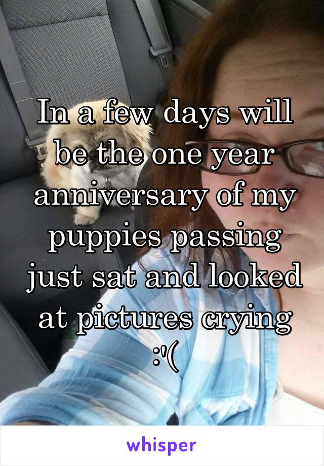 In a few days will be the one year anniversary of my puppies passing just sat and looked at pictures crying :'(