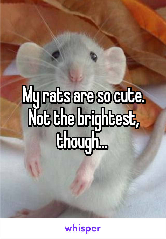 My rats are so cute. Not the brightest, though... 