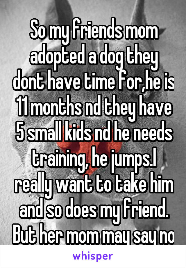 So my friends mom adopted a dog they dont have time for,he is 11 months nd they have 5 small kids nd he needs training, he jumps.I really want to take him and so does my friend. But her mom may say no