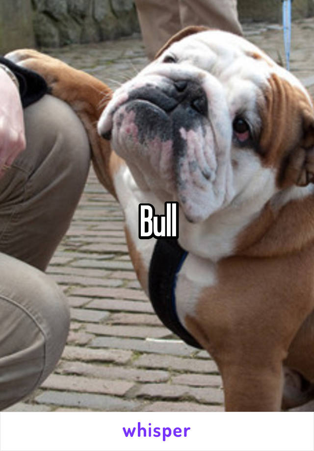 Bull