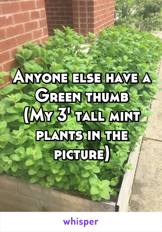 Anyone else have a
Green thumb
(My 3' tall mint plants in the picture)