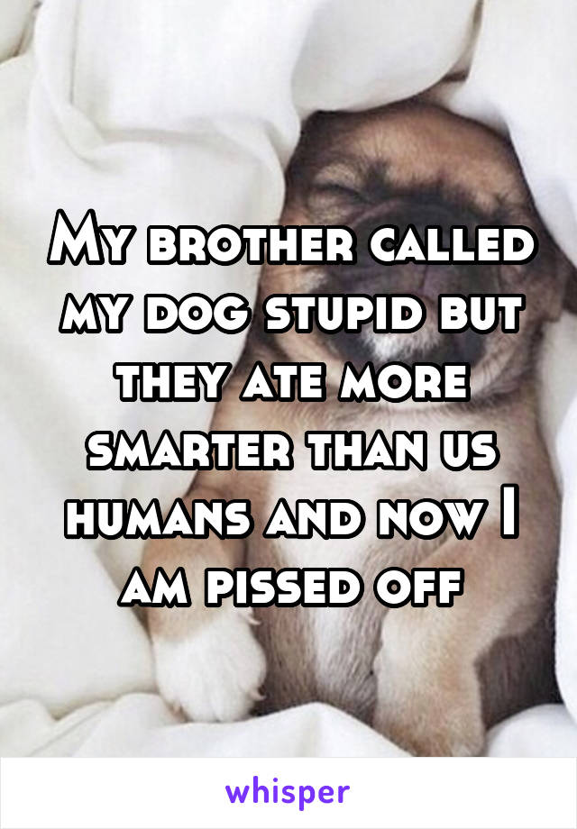 My brother called my dog stupid but they ate more smarter than us humans and now I am pissed off