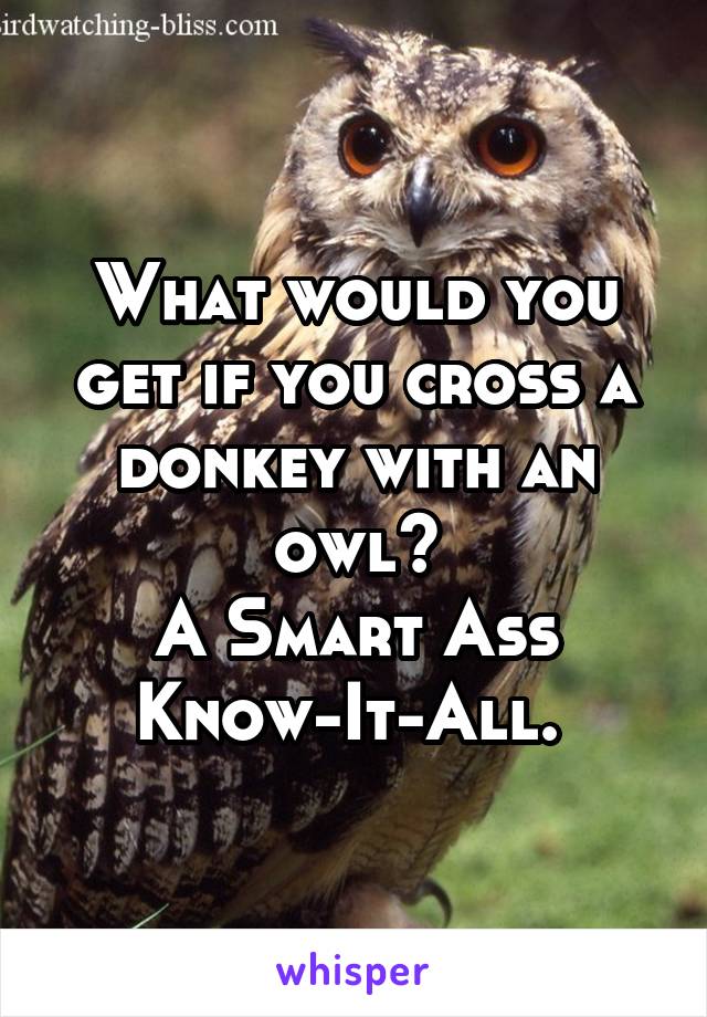 What would you get if you cross a donkey with an owl?
A Smart Ass
Know-It-All. 