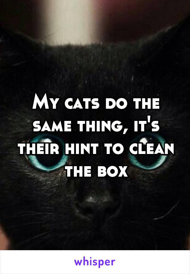 My cats do the same thing, it's their hint to clean the box