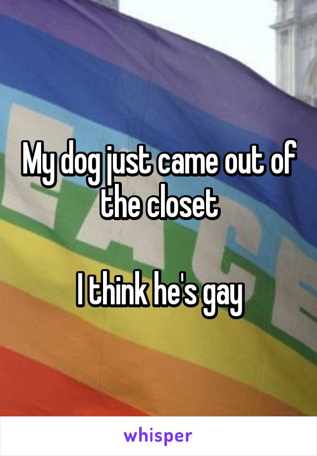 My dog just came out of the closet

I think he's gay