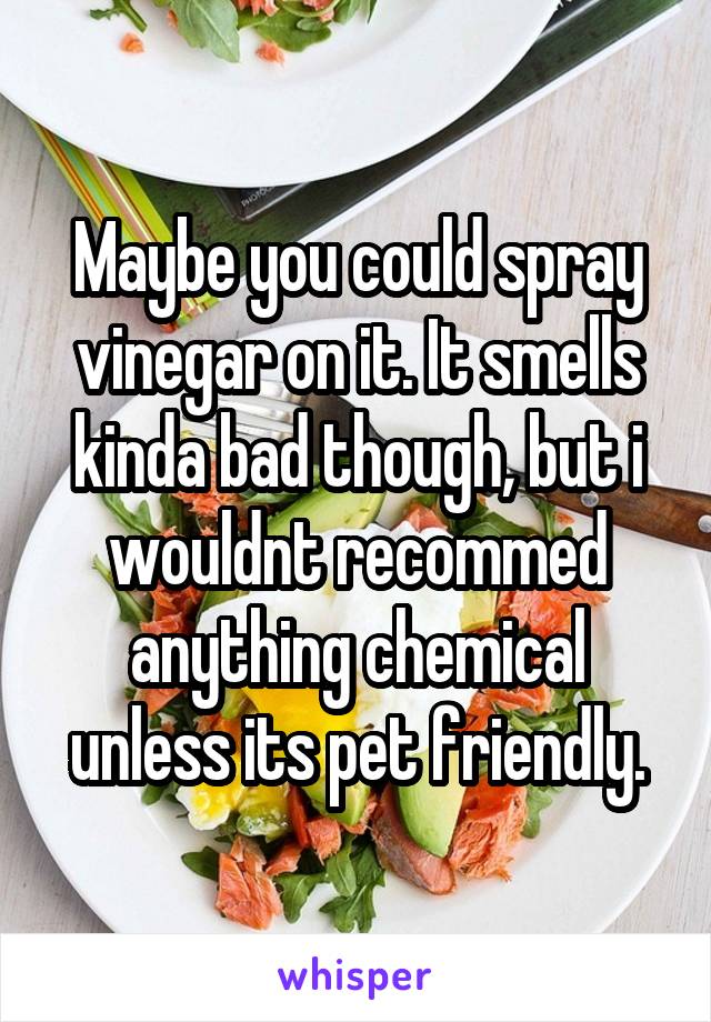 Maybe you could spray vinegar on it. It smells kinda bad though, but i wouldnt recommed anything chemical unless its pet friendly.