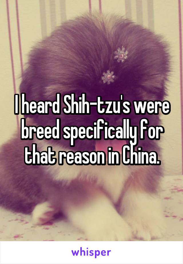 I heard Shih-tzu's were breed specifically for that reason in China.