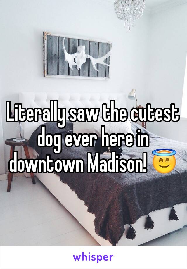 Literally saw the cutest dog ever here in downtown Madison! 😇