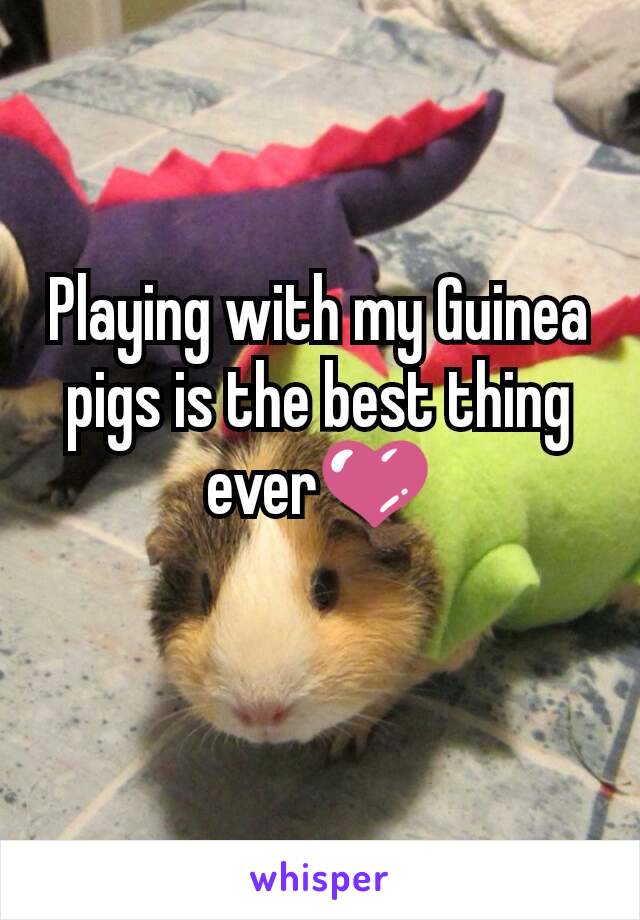 Playing with my Guinea pigs is the best thing ever💜