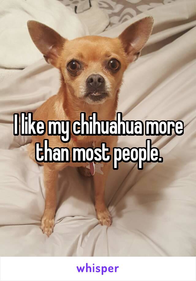 I like my chihuahua more than most people.