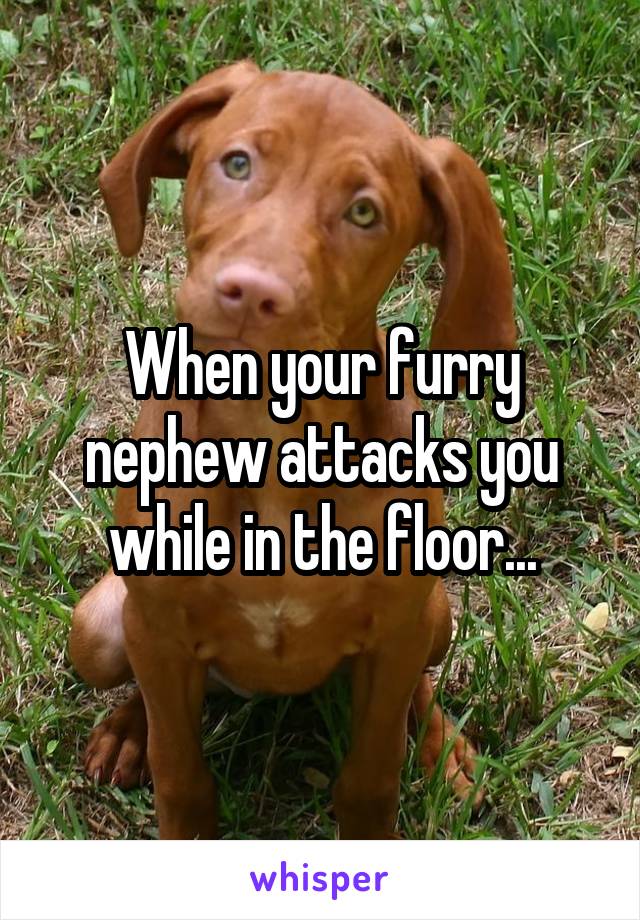 When your furry nephew attacks you while in the floor...