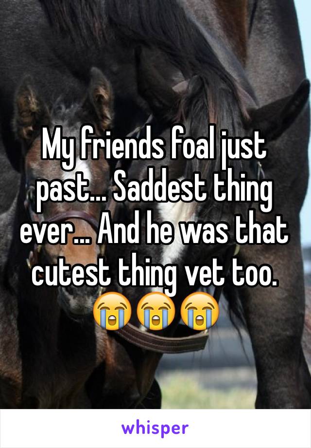 My friends foal just past... Saddest thing ever... And he was that cutest thing vet too. 😭😭😭