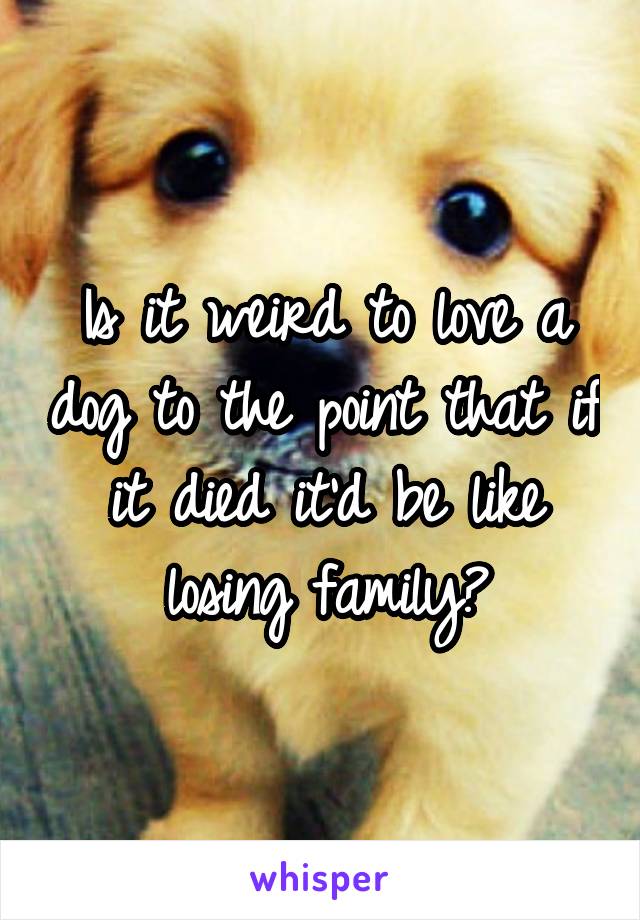 Is it weird to love a dog to the point that if it died it'd be like losing family?