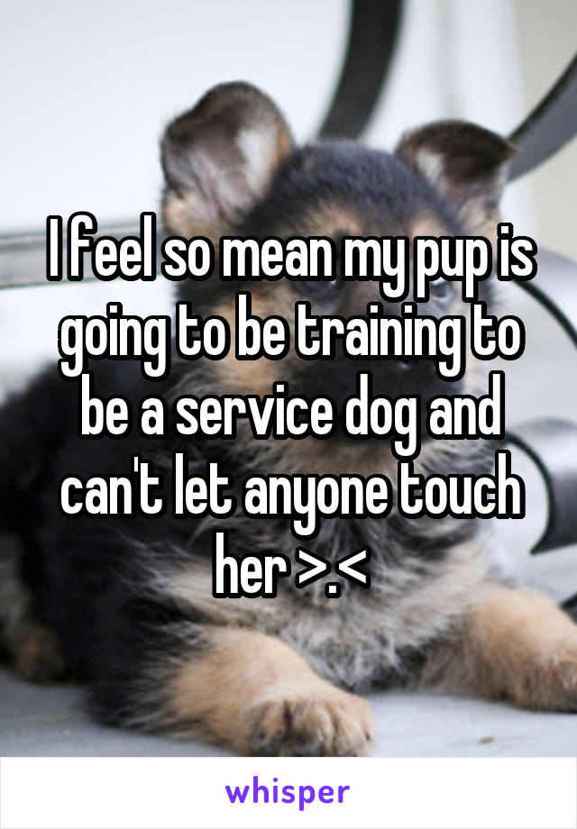 I feel so mean my pup is going to be training to be a service dog and can't let anyone touch her >.<