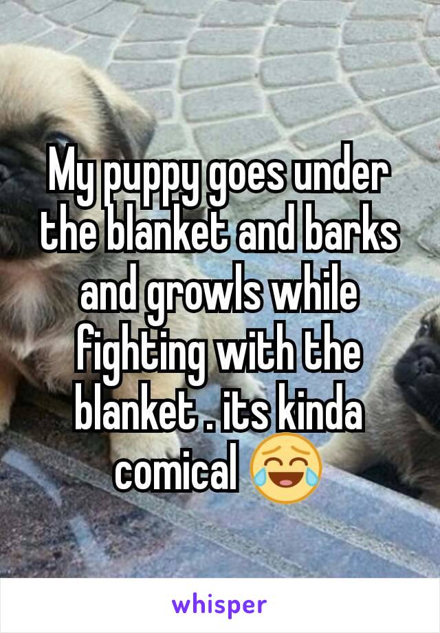 My puppy goes under the blanket and barks and growls while fighting with the blanket . its kinda comical 😂