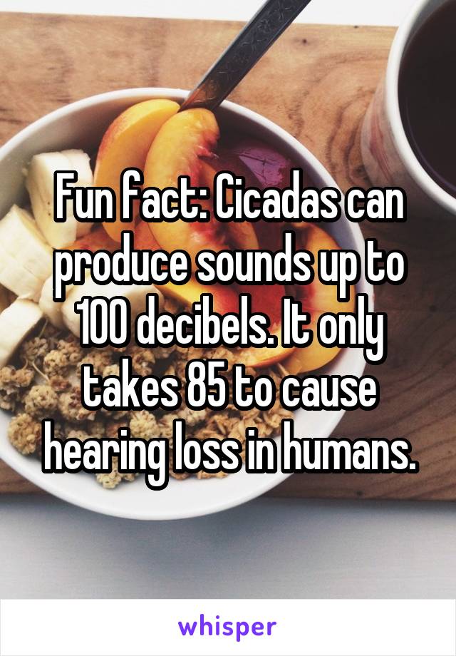 Fun fact: Cicadas can produce sounds up to 100 decibels. It only takes 85 to cause hearing loss in humans.