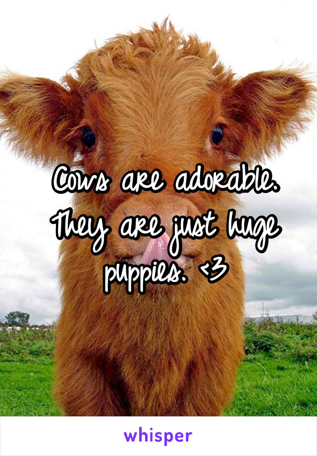 Cows are adorable. They are just huge puppies. <3