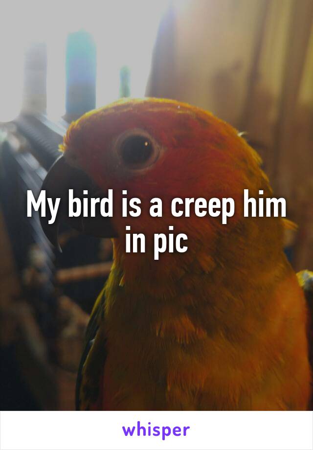 My bird is a creep him in pic