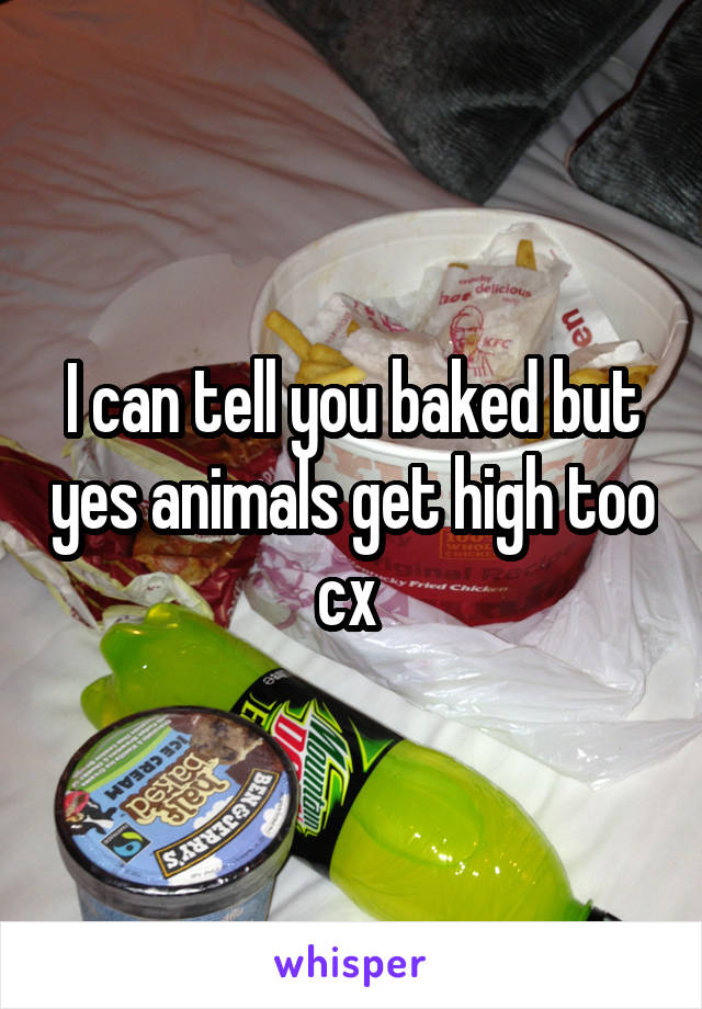 I can tell you baked but yes animals get high too cx 