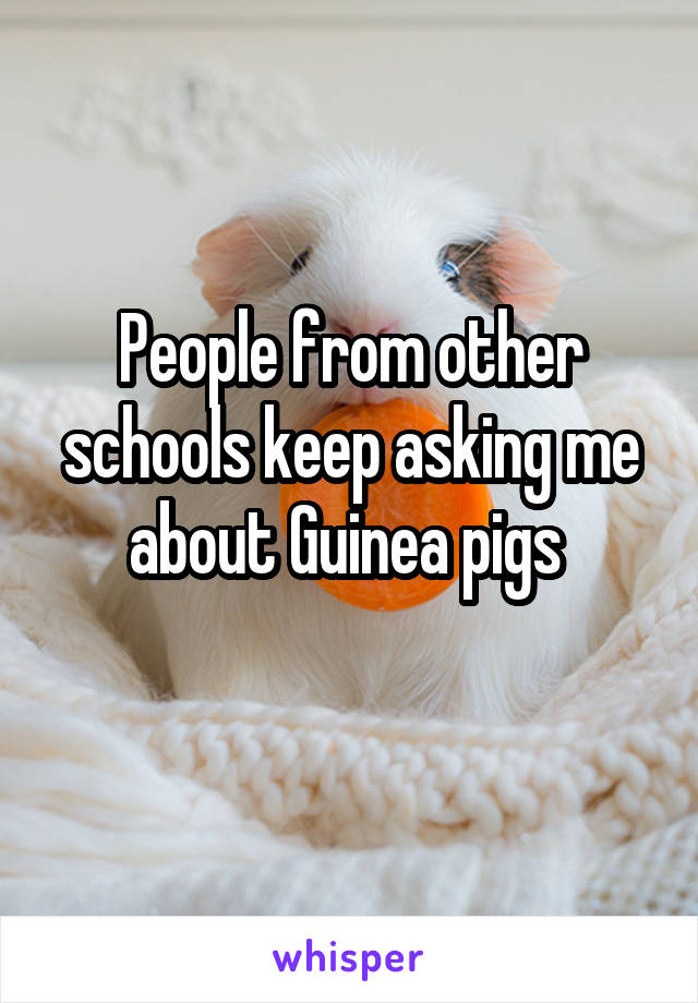 People from other schools keep asking me about Guinea pigs 
