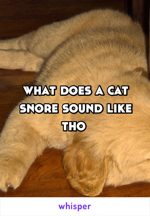 what does a cat snore sound like tho 