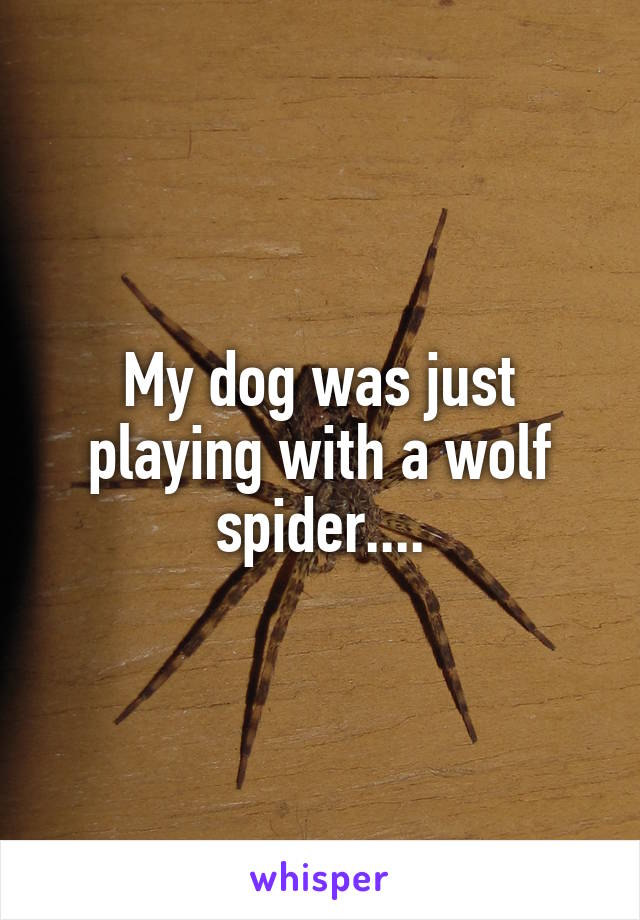 My dog was just playing with a wolf spider....