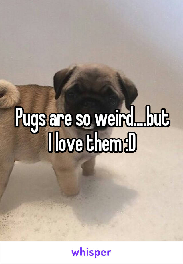 Pugs are so weird....but I love them :D