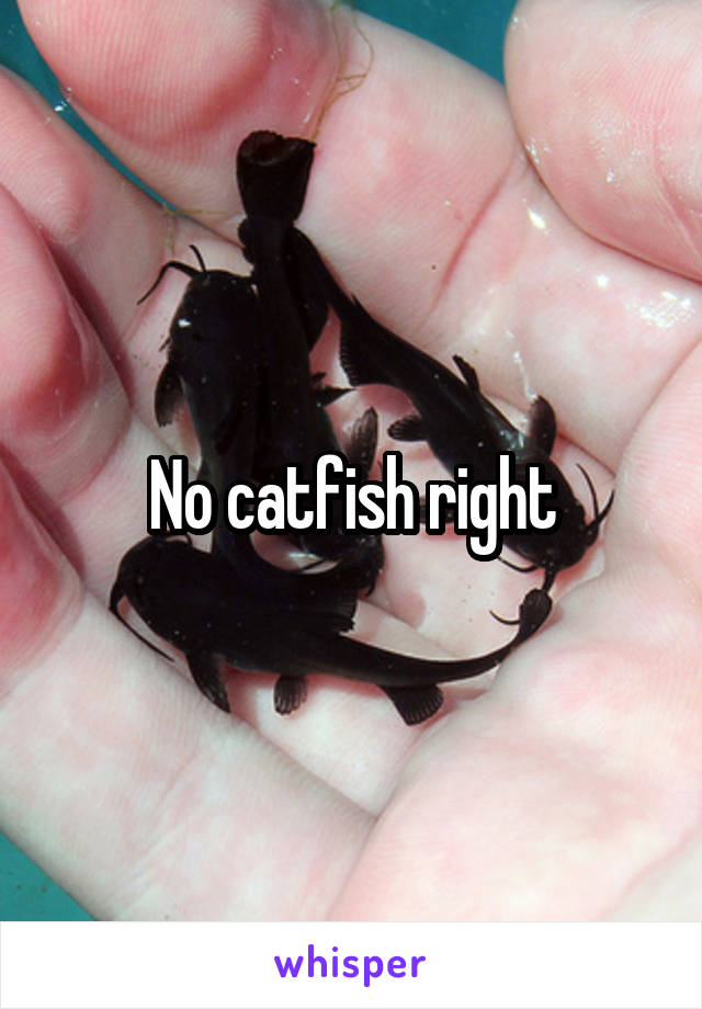 No catfish right