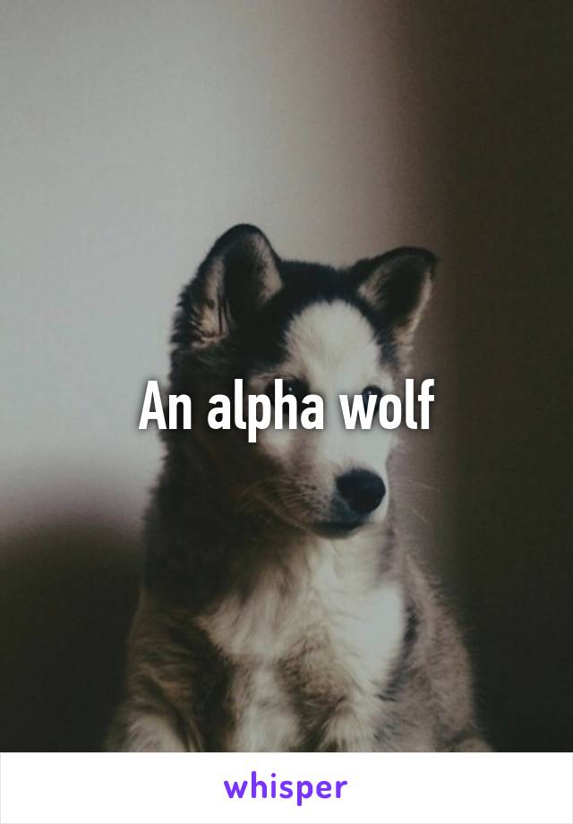 An alpha wolf