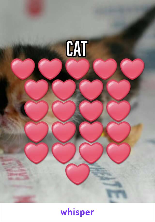 CAT ❤❤❤❤❤❤❤❤❤❤❤❤❤❤❤❤❤❤❤❤❤❤