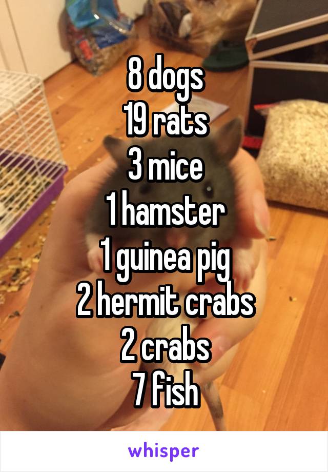 8 dogs
19 rats
3 mice
1 hamster
1 guinea pig
2 hermit crabs
2 crabs
7 fish