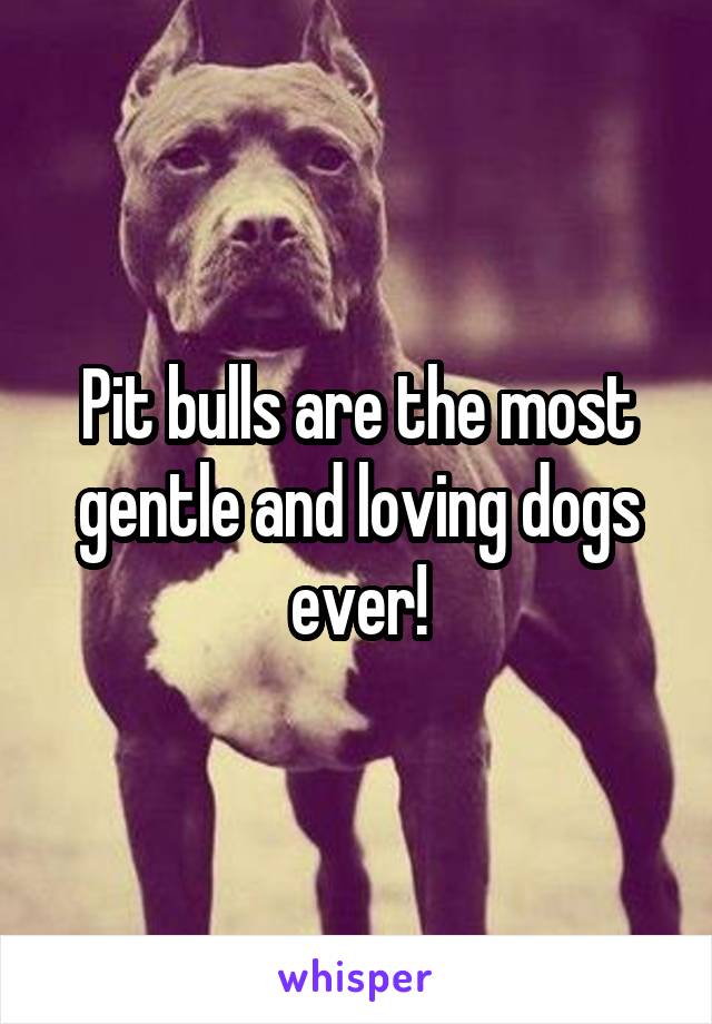 Pit bulls are the most gentle and loving dogs ever!