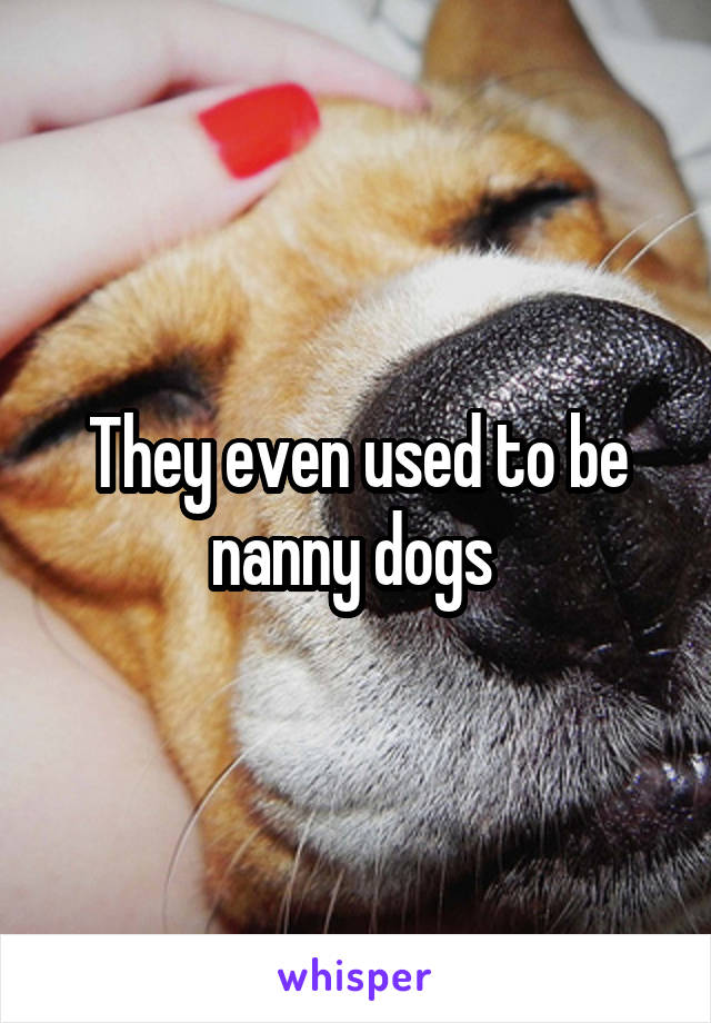 They even used to be nanny dogs 
