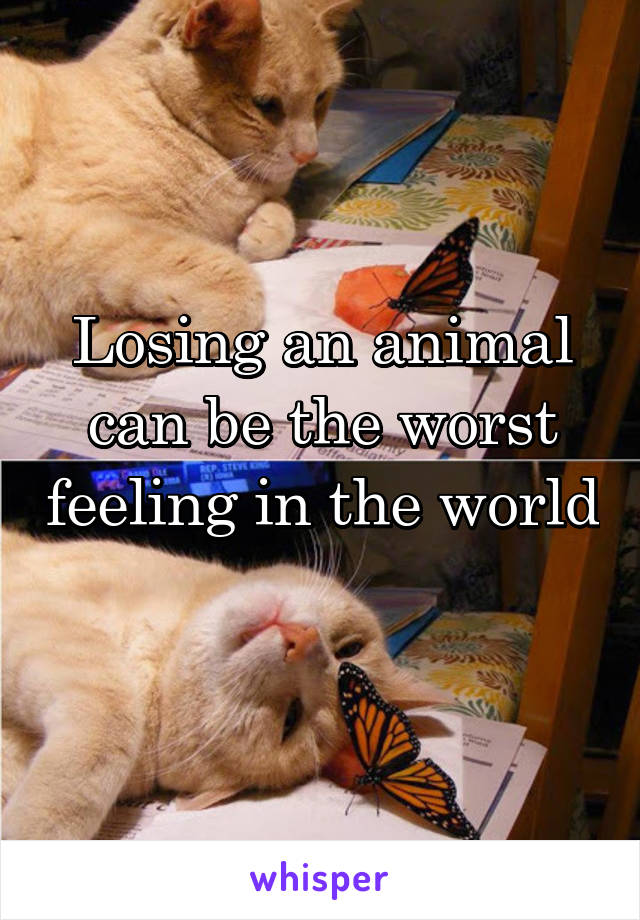 Losing an animal can be the worst feeling in the world 