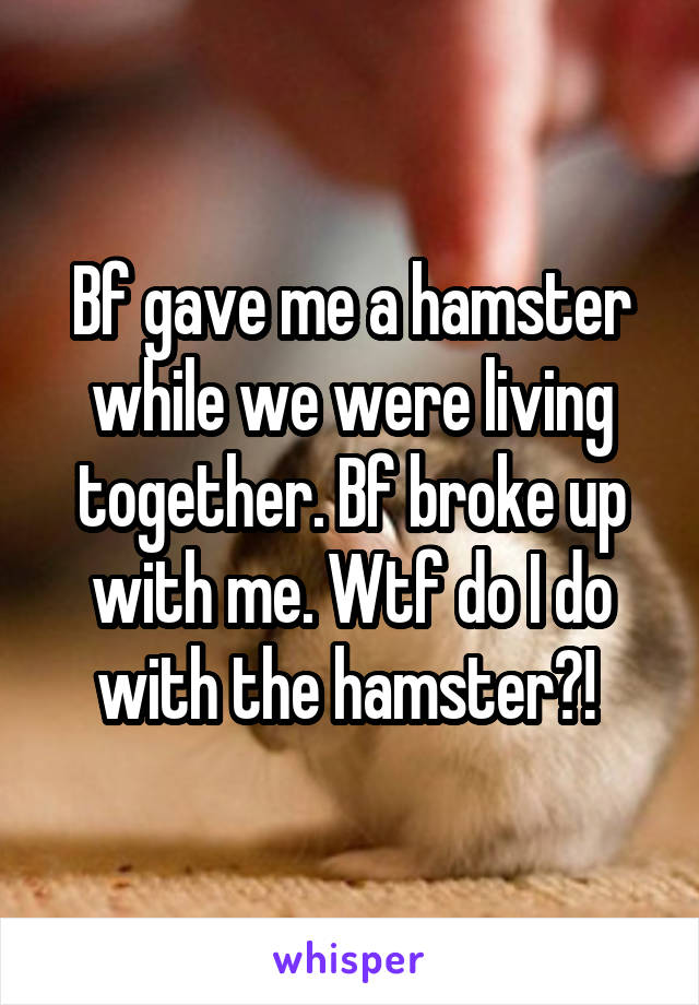 Bf gave me a hamster while we were living together. Bf broke up with me. Wtf do I do with the hamster?! 