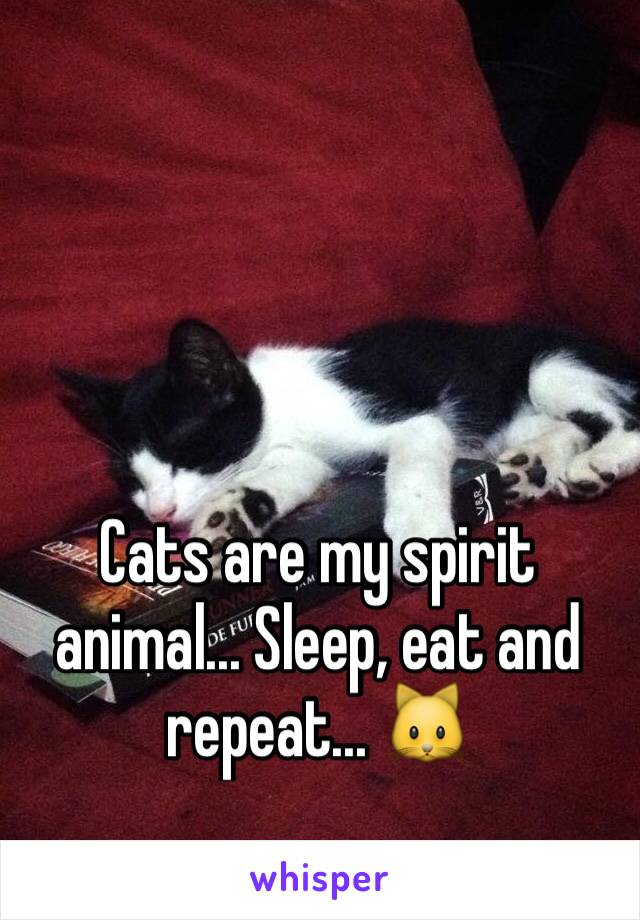 Cats are my spirit animal... Sleep, eat and repeat... 🐱