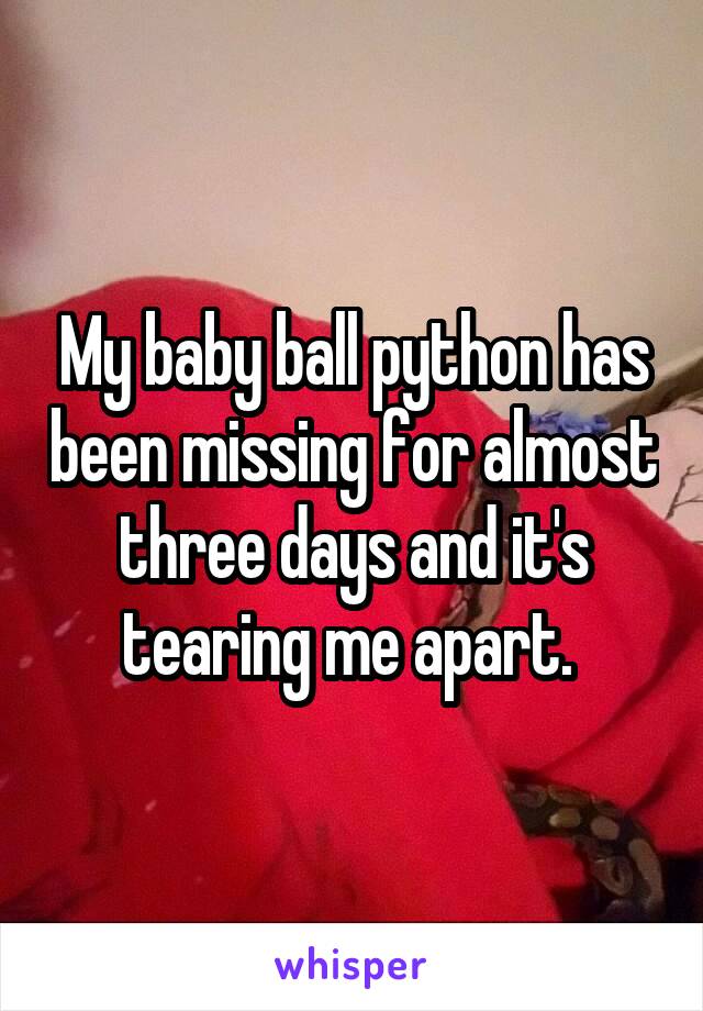 My baby ball python has been missing for almost three days and it's tearing me apart. 