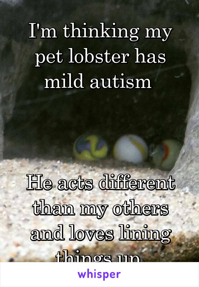 I'm thinking my pet lobster has mild autism 



He acts different than my others and loves lining things up 