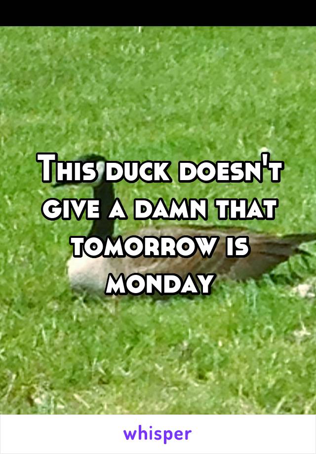 This duck doesn't give a damn that tomorrow is monday