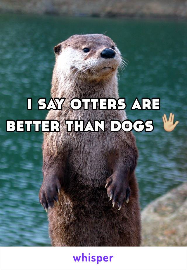 i say otters are better than dogs 🖖🏼