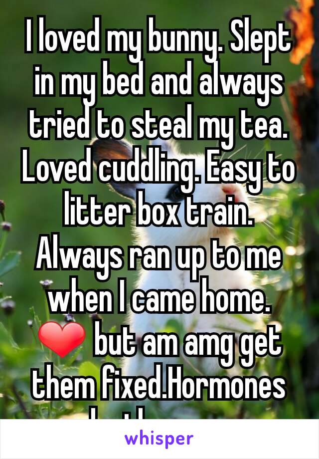 I loved my bunny. Slept in my bed and always tried to steal my tea. Loved cuddling. Easy to litter box train. Always ran up to me when I came home. ❤ but am amg get them fixed.Hormones make them crazy