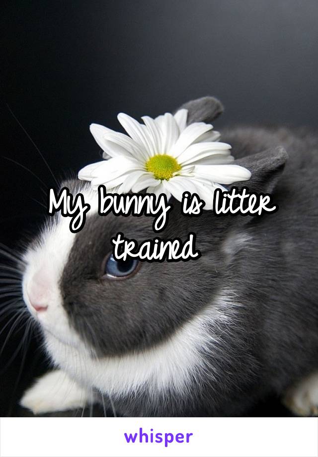 My bunny is litter trained 