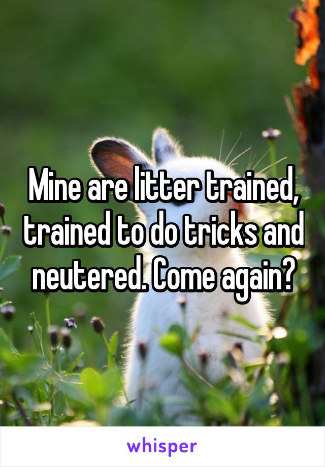 Mine are litter trained, trained to do tricks and neutered. Come again?