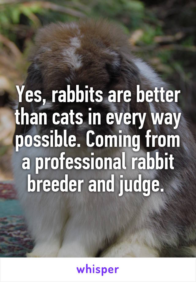 Yes, rabbits are better than cats in every way possible. Coming from a professional rabbit breeder and judge. 