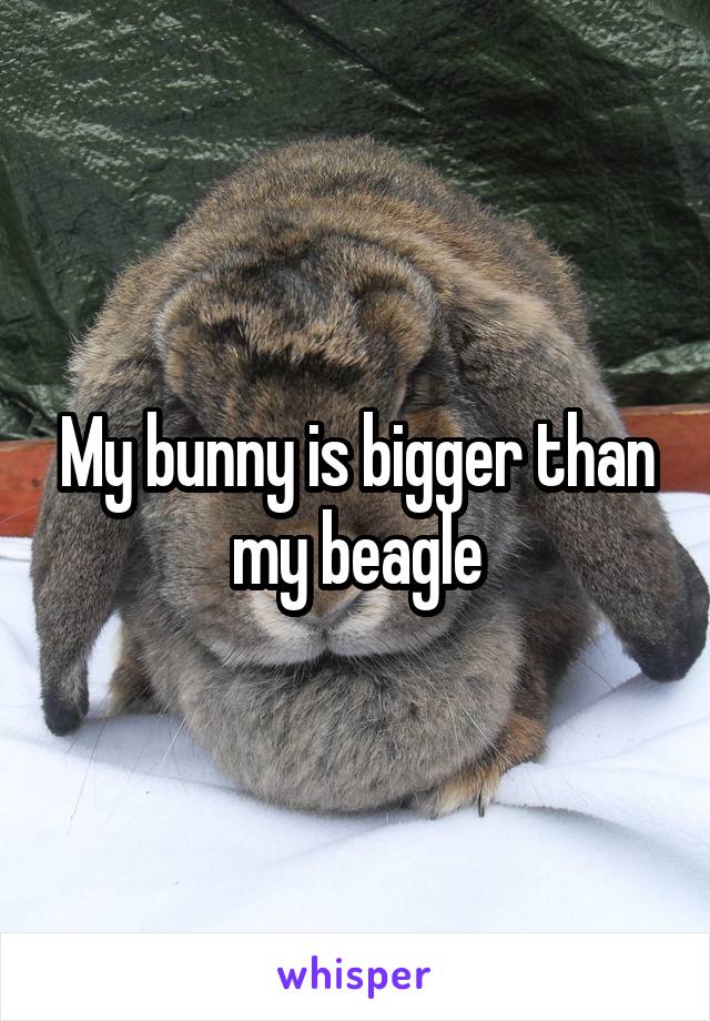 My bunny is bigger than my beagle