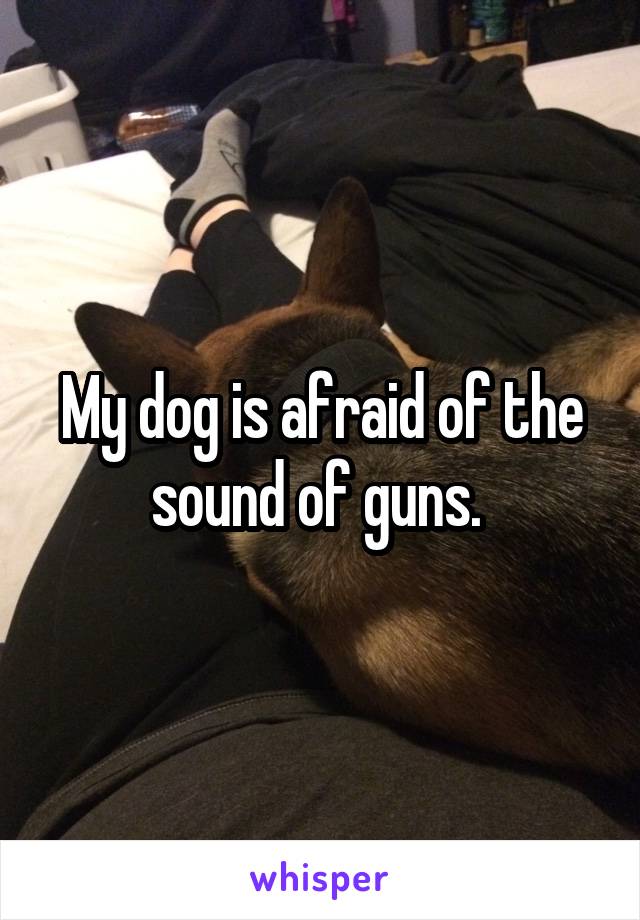 My dog is afraid of the sound of guns. 