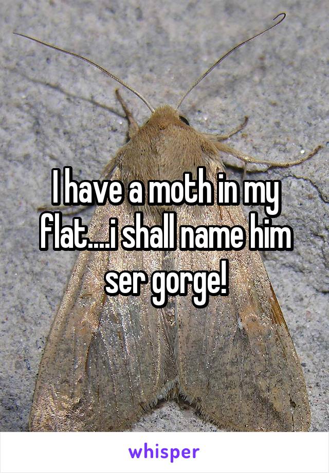 I have a moth in my flat....i shall name him ser gorge!
