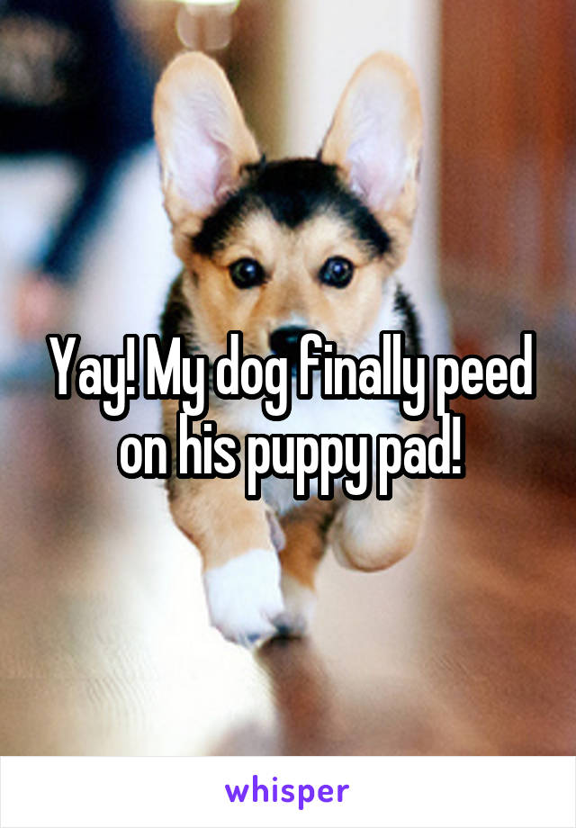 Yay! My dog finally peed on his puppy pad!